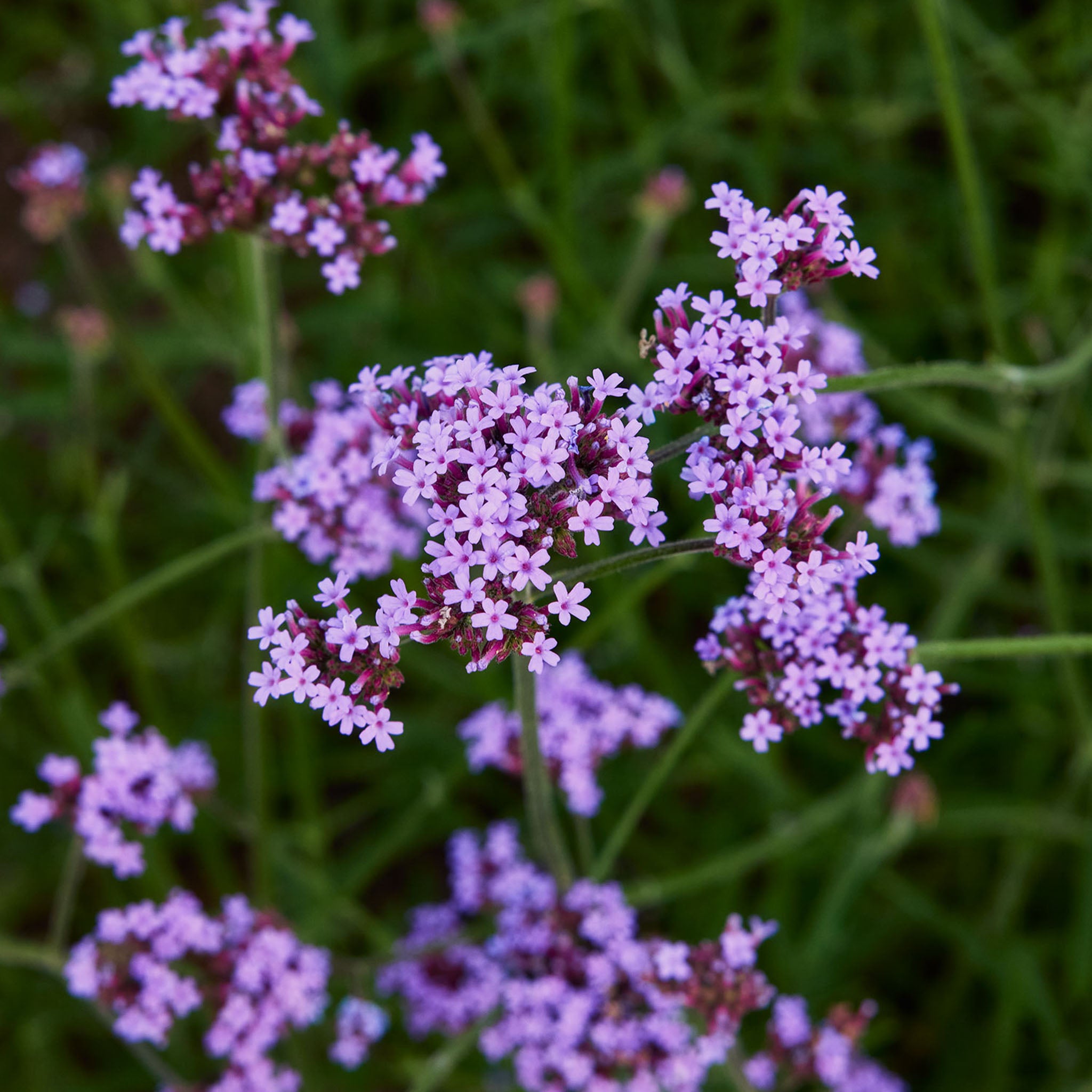 Vanity Verbena