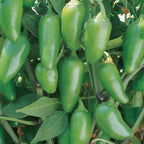 Jalapeño Early Hot Pepper