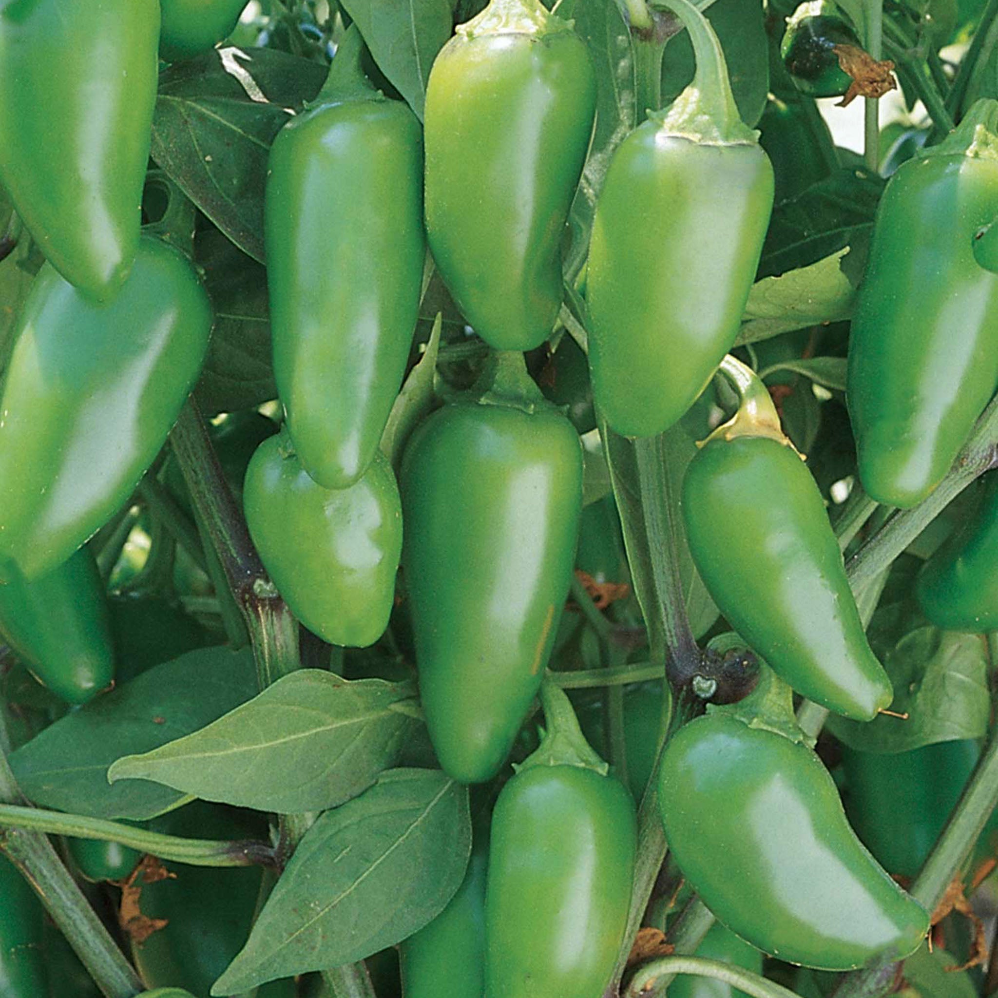 Jalapeño Early Hot Pepper
