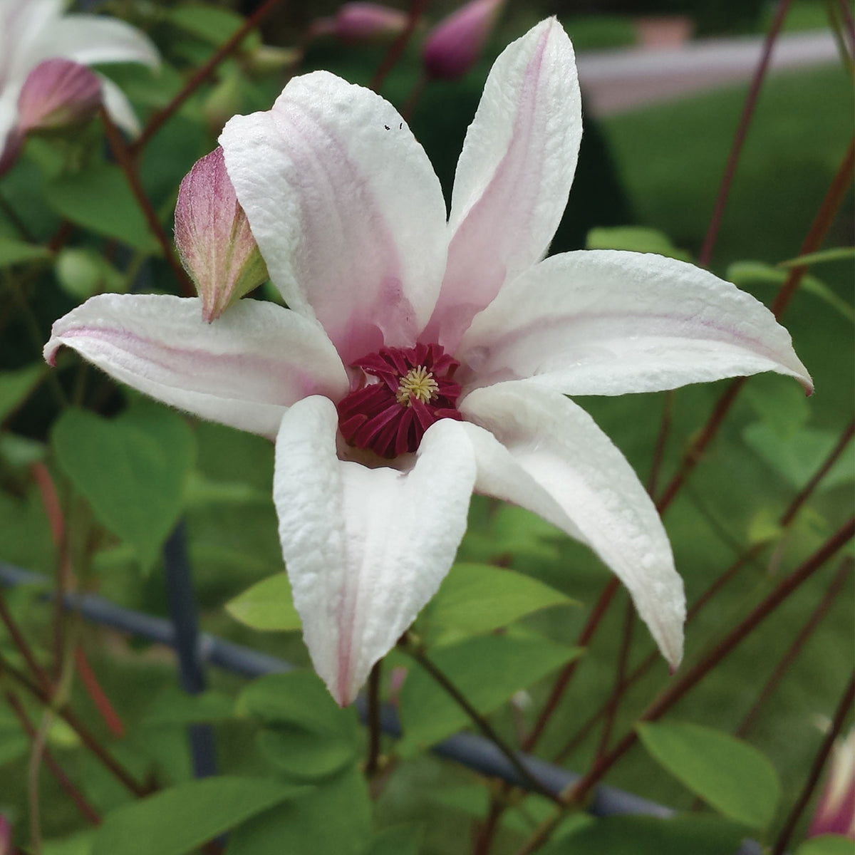 Princess Kate Clematis Bare Root