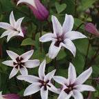 Princess Kate Clematis Bare Root