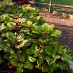 Spun Glass Coleus