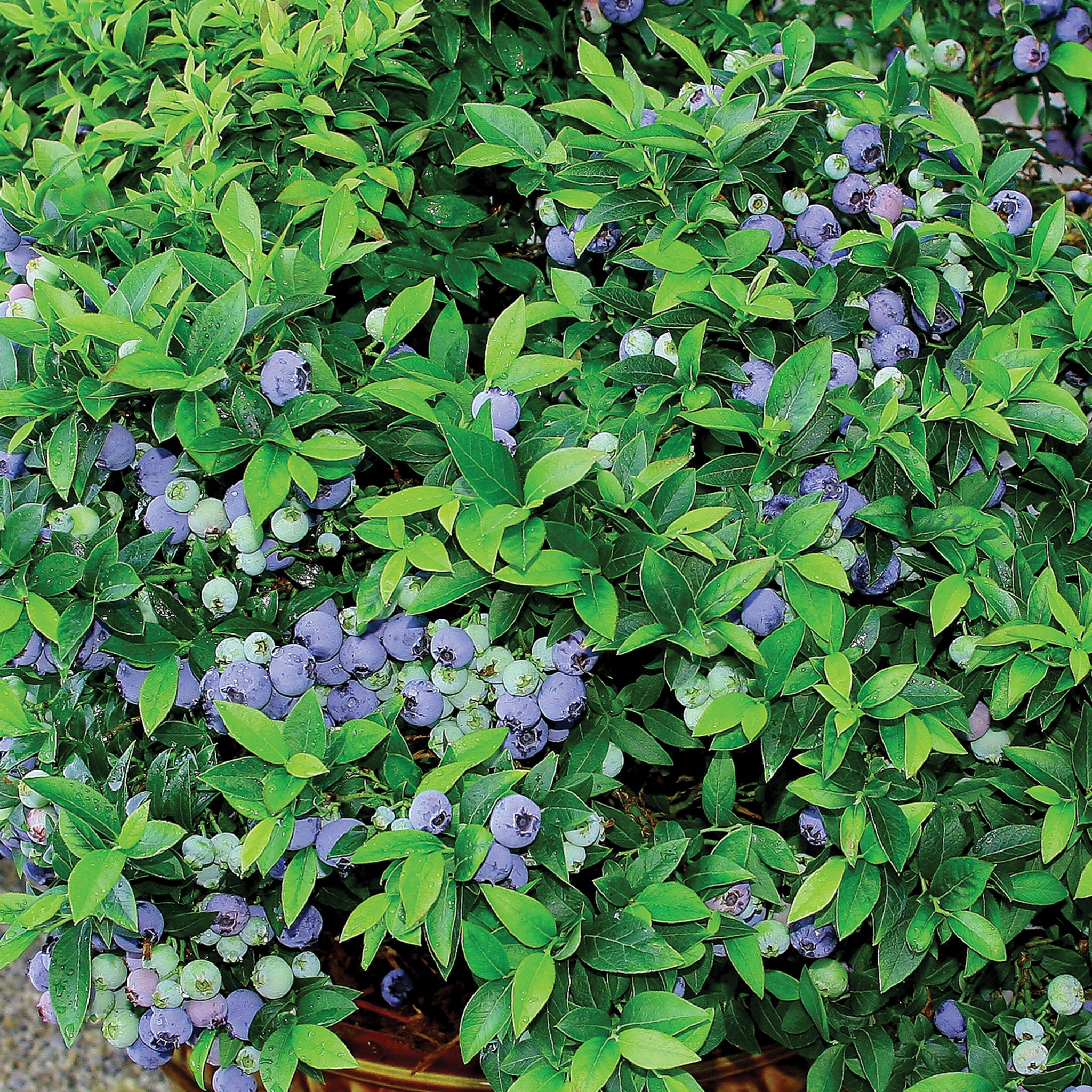 Top Hat Blueberry