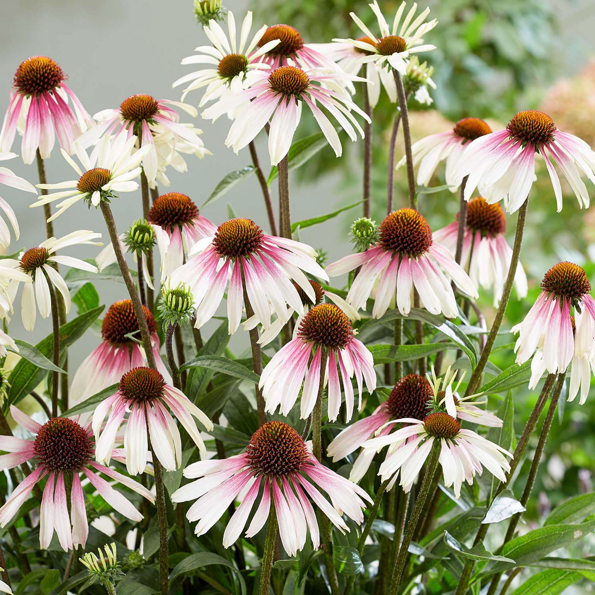 Pretty Parasols Echinacea