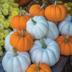 Mini Harvest Blend Pumpkin