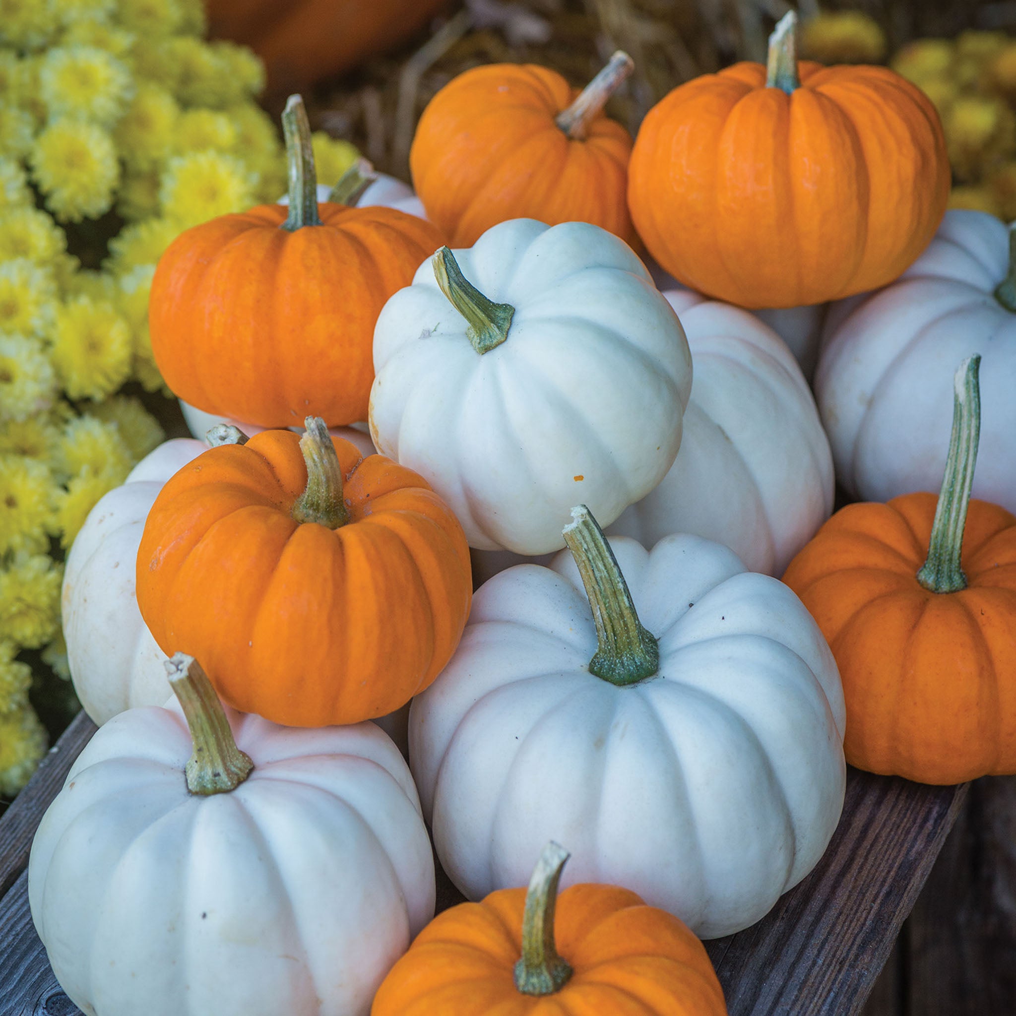 Mini Harvest Blend Pumpkin
