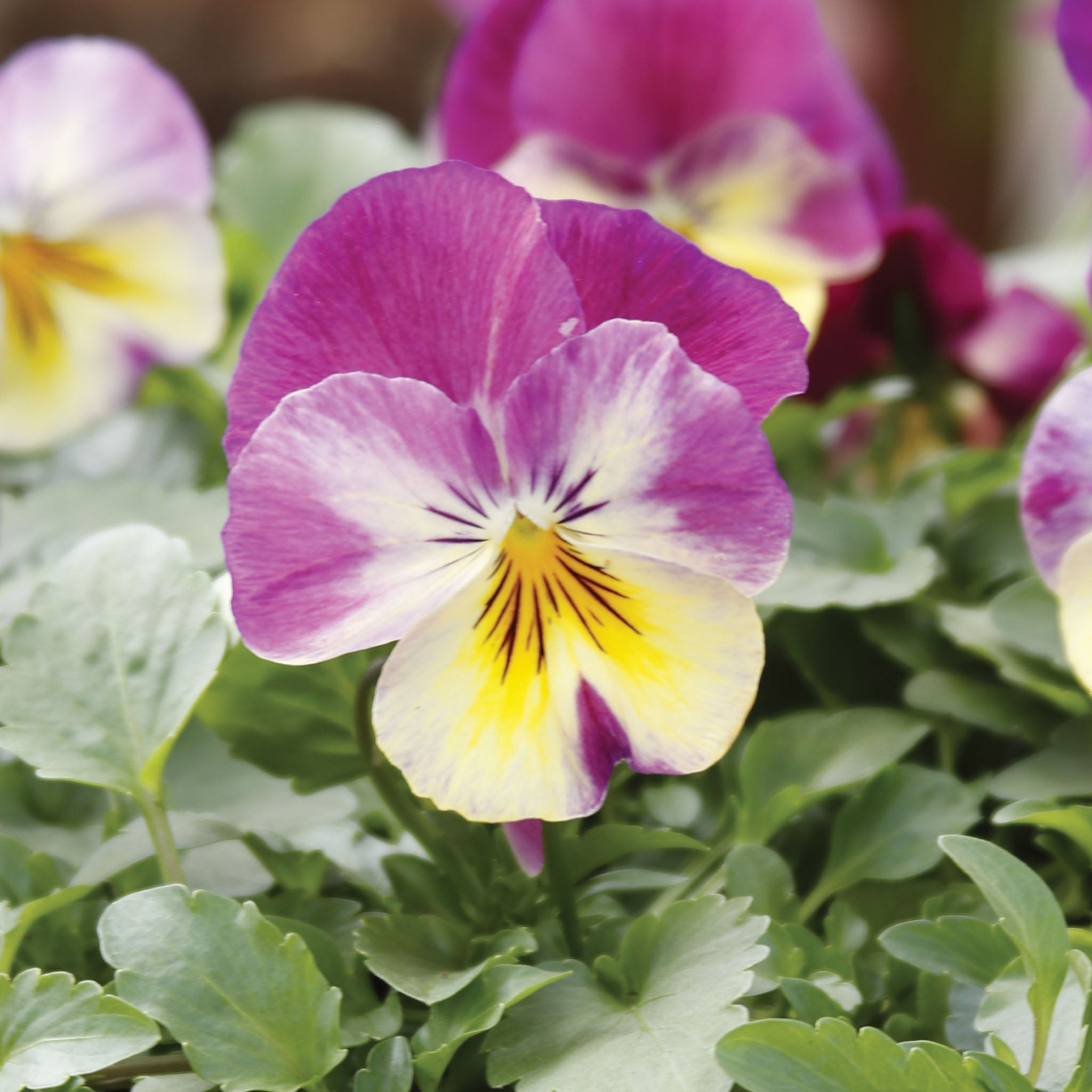 Cool Wave® Raspberry Swirl Pansy