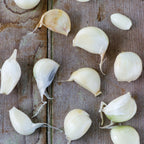 Inchelium Red Garlic Bulbs