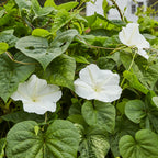 Giant White Moonflower
