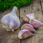 Georgia Crystal Garlic Bulbs
