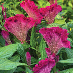Fan Dance Purple Celosia Cristata