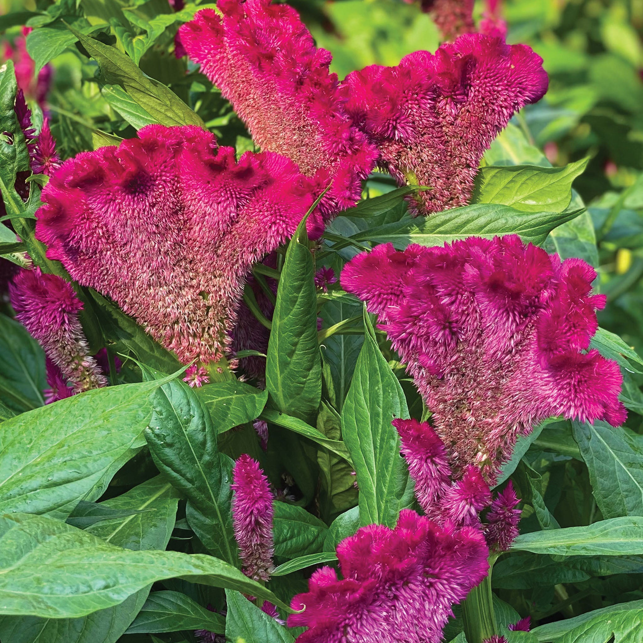 Fan Dance Purple Celosia Cristata