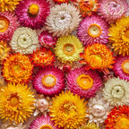 Tall Mixed Colors Strawflower