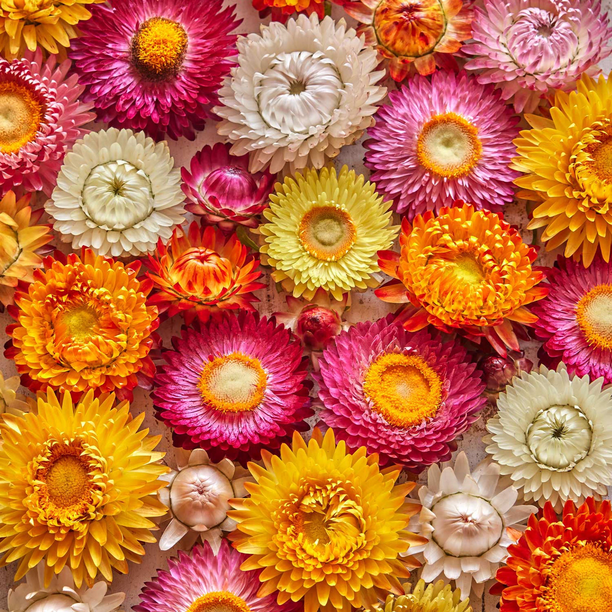 Tall Mixed Colors Strawflower