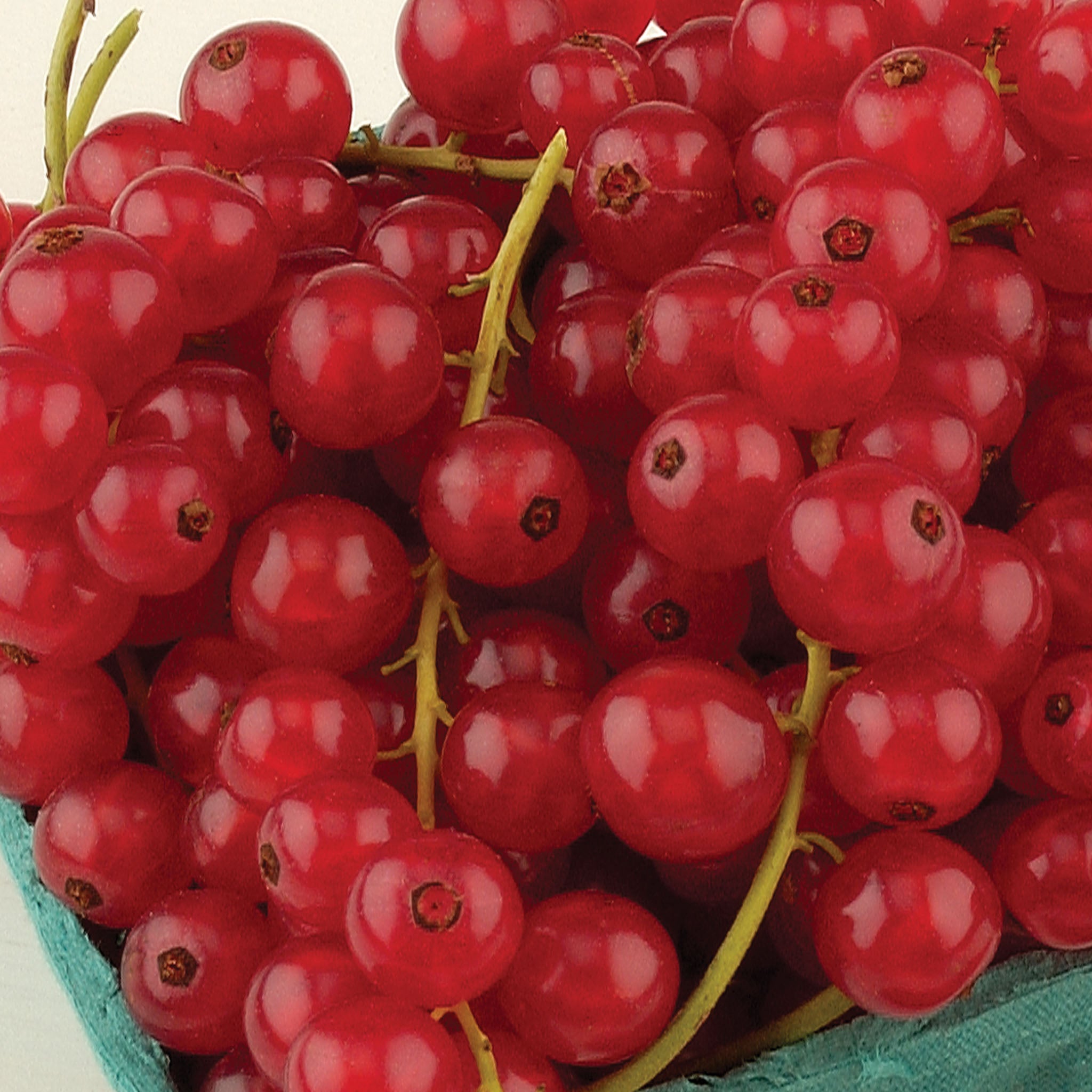 Late Season Red Rovada Currant Bare Root