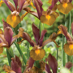 Lion King Iris Dutch Bulbs