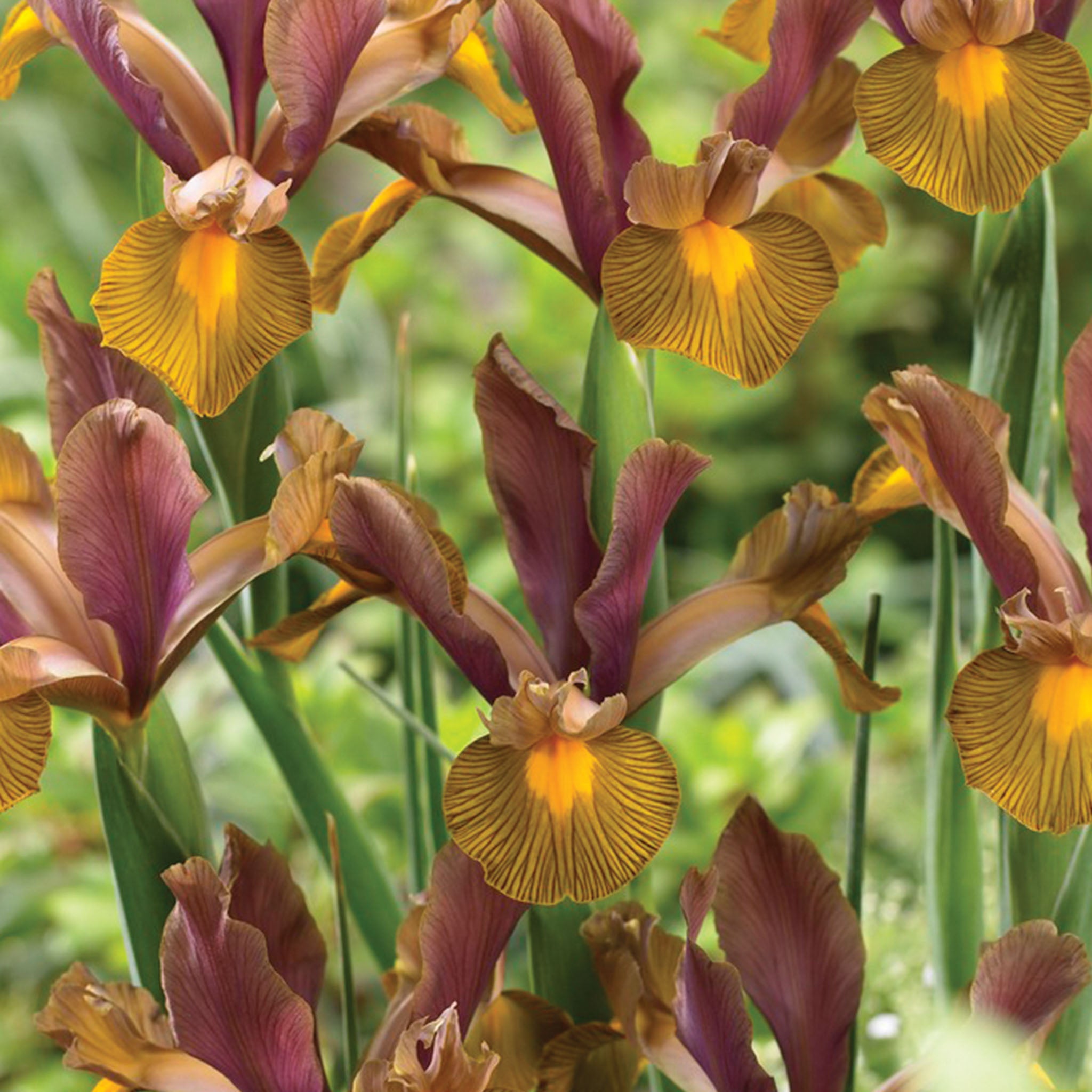 Lion King Iris Dutch Bulbs