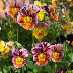 Brush Strokes Viola
