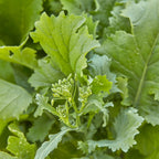 Rapini Organic Broccoli Raab