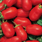 Roma VF Tomato