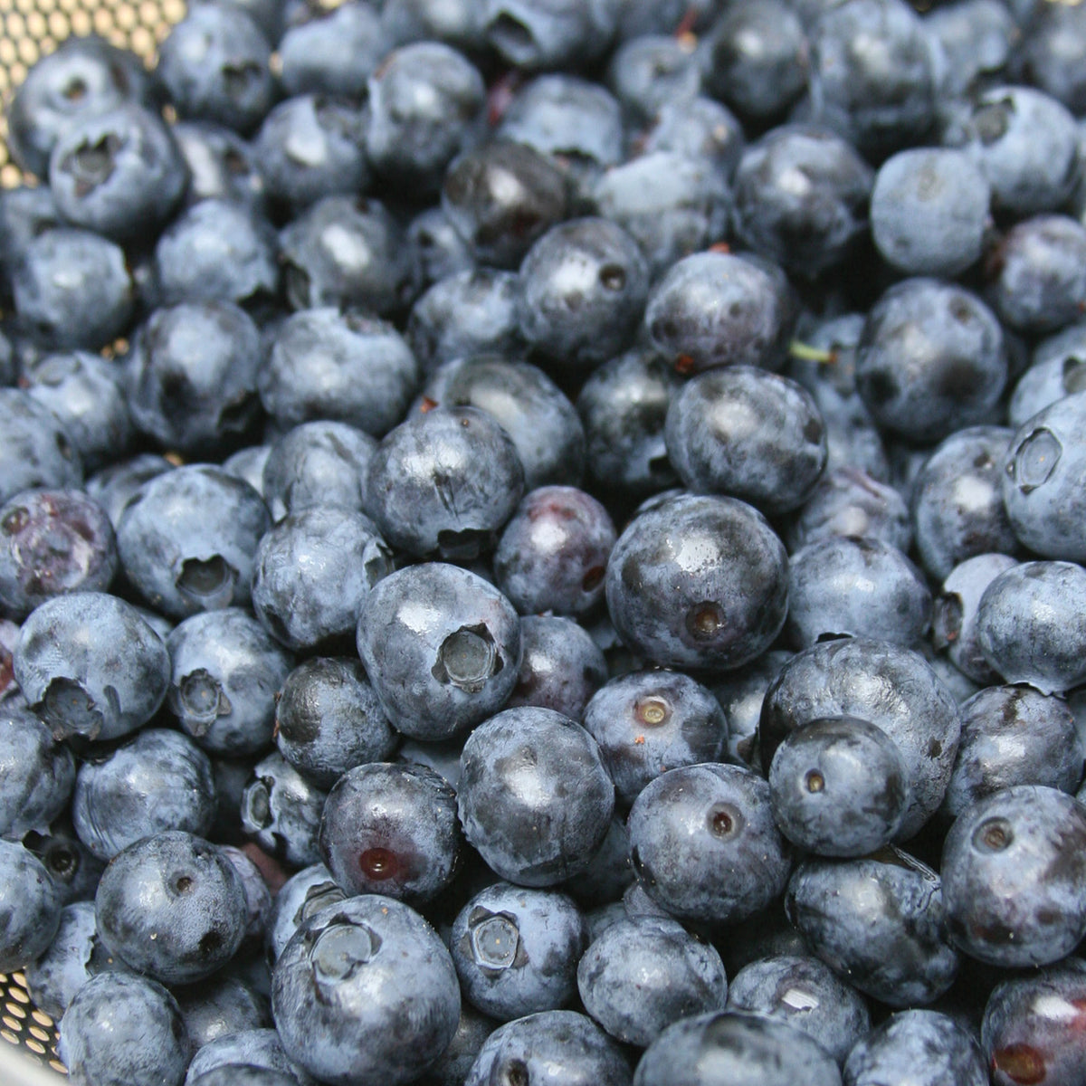 Northland Blueberry