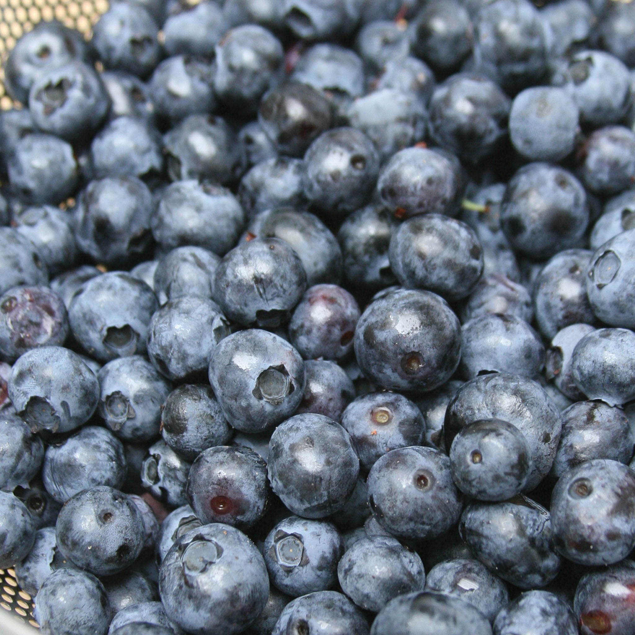 Northland Blueberry