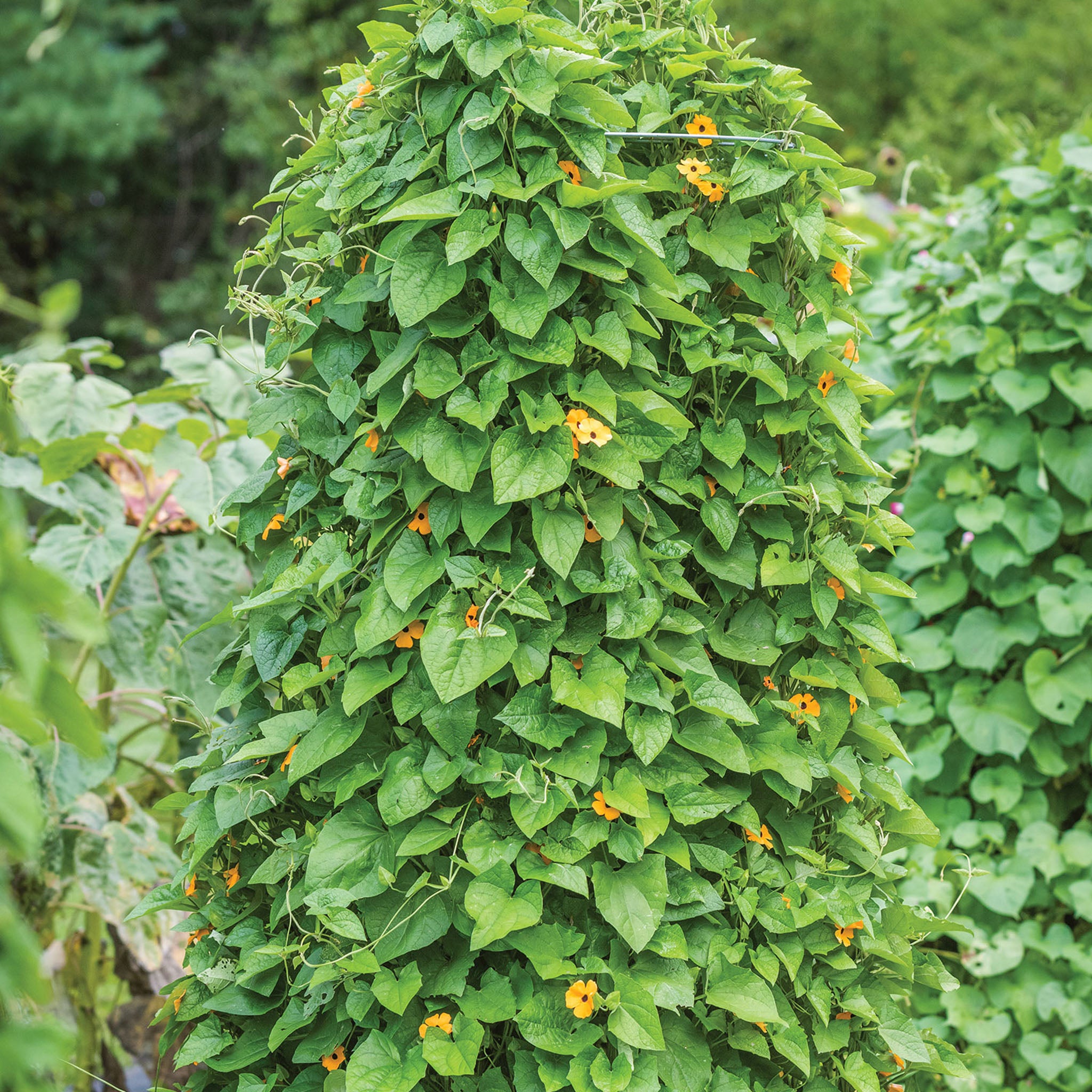Thunbergia Alata Mixed Colors