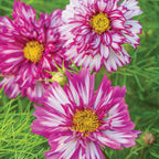 Double Click Bicolor Violet Cosmos