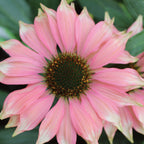 Playful Meadow Mama Echinacea