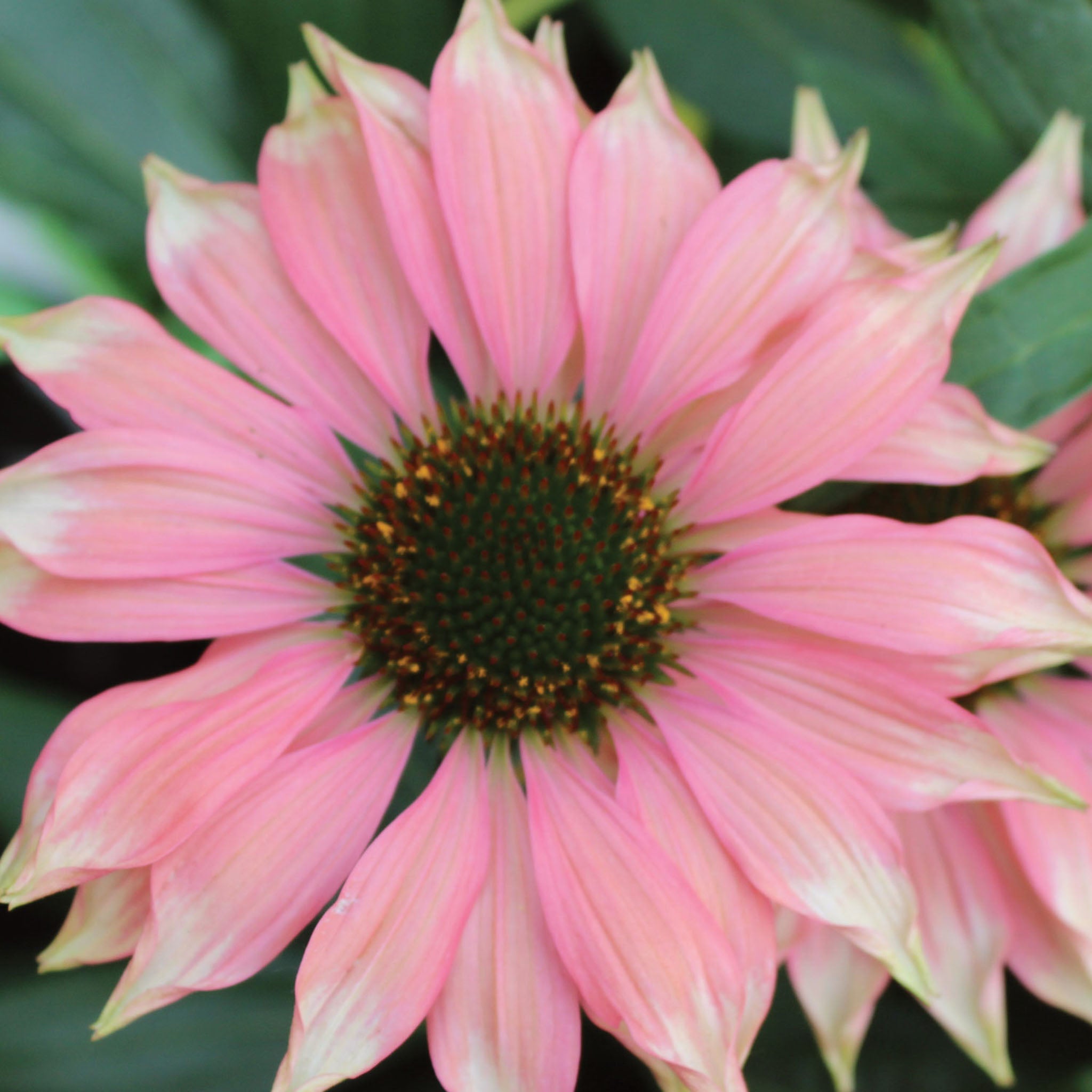 Playful Meadow Mama Echinacea