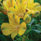 Colorita Ariane Alstroemeria