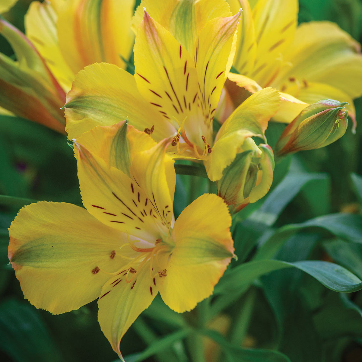 Colorita Ariane Alstroemeria