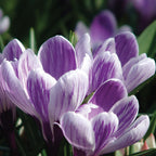 Pickwick Crocus Vernus Bulbs