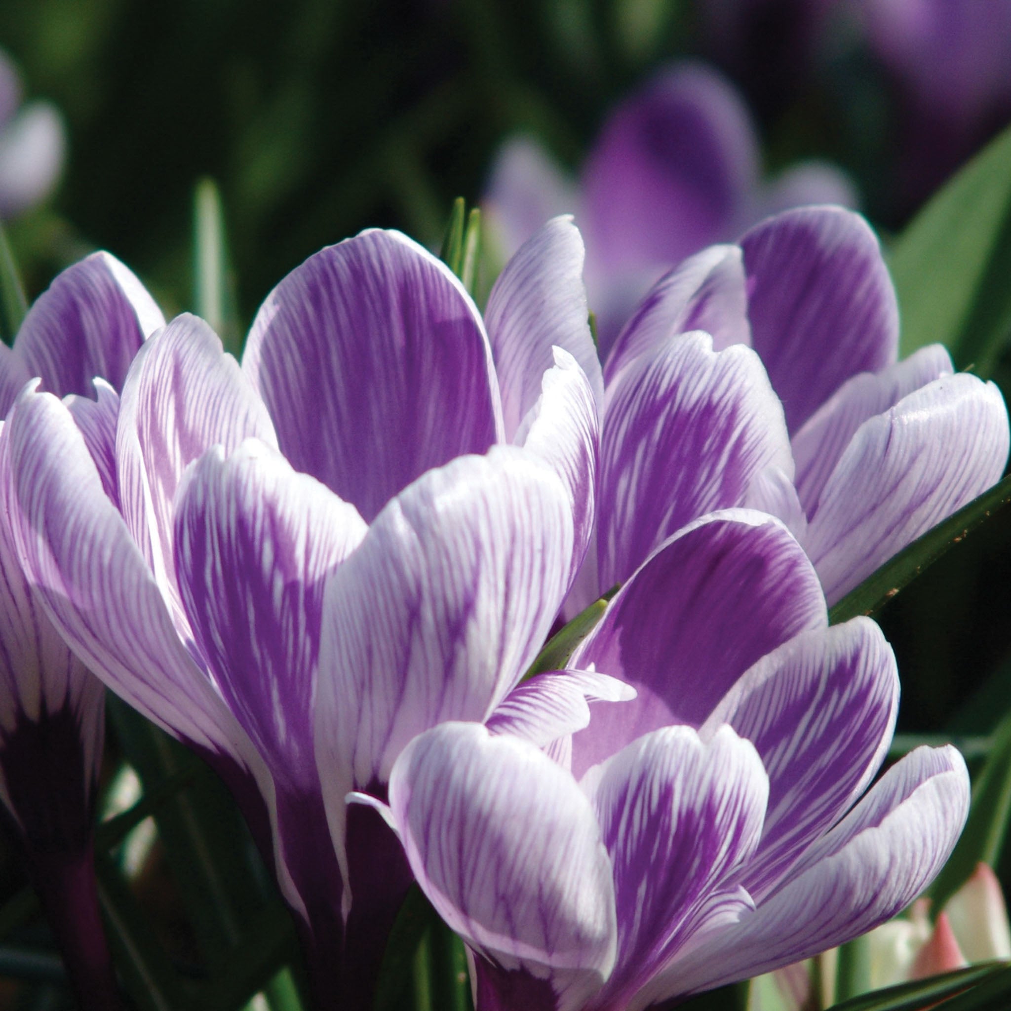 Pickwick Crocus Vernus Bulbs