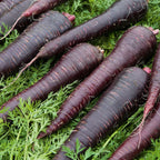 Deep Purple Carrot