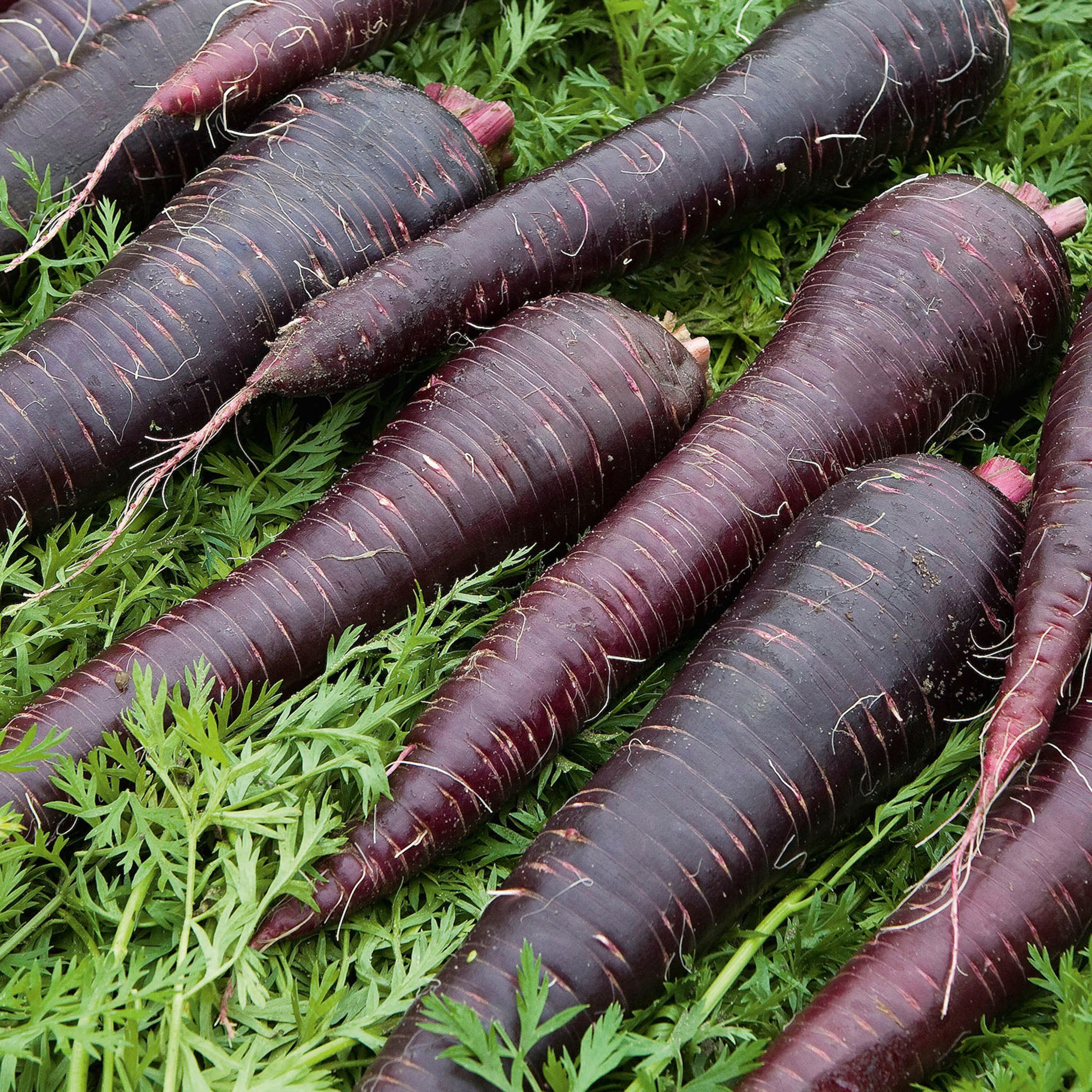 Deep Purple Carrot