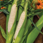 Amaize Corn