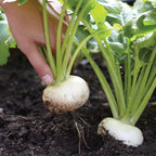 Oasis Turnip