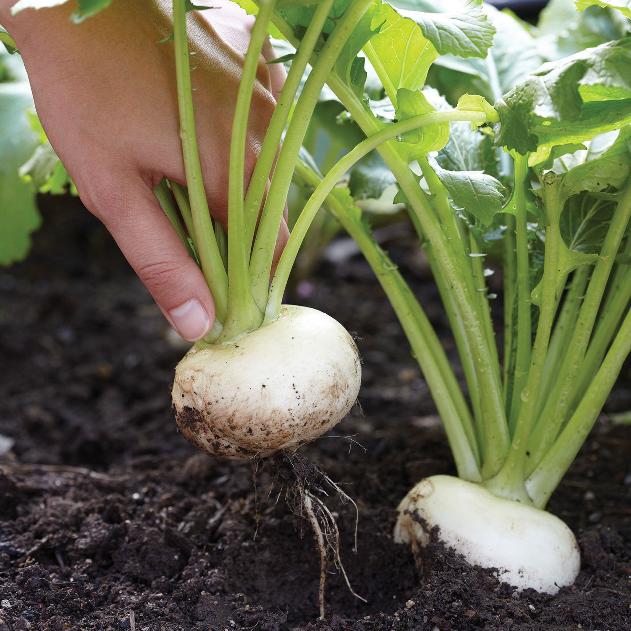 Oasis Turnip