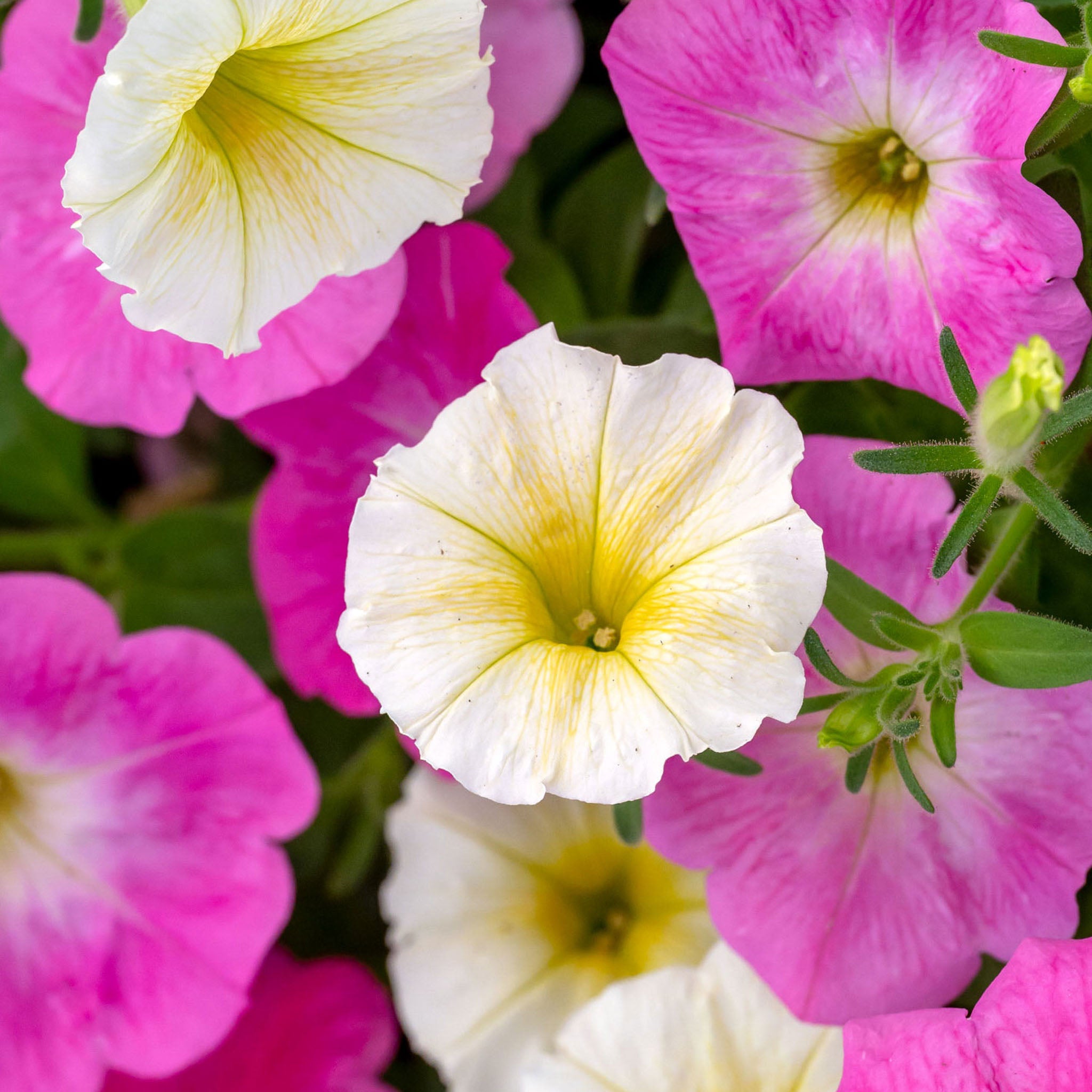 Easy Wave Sweet Taffy Mix Petunia