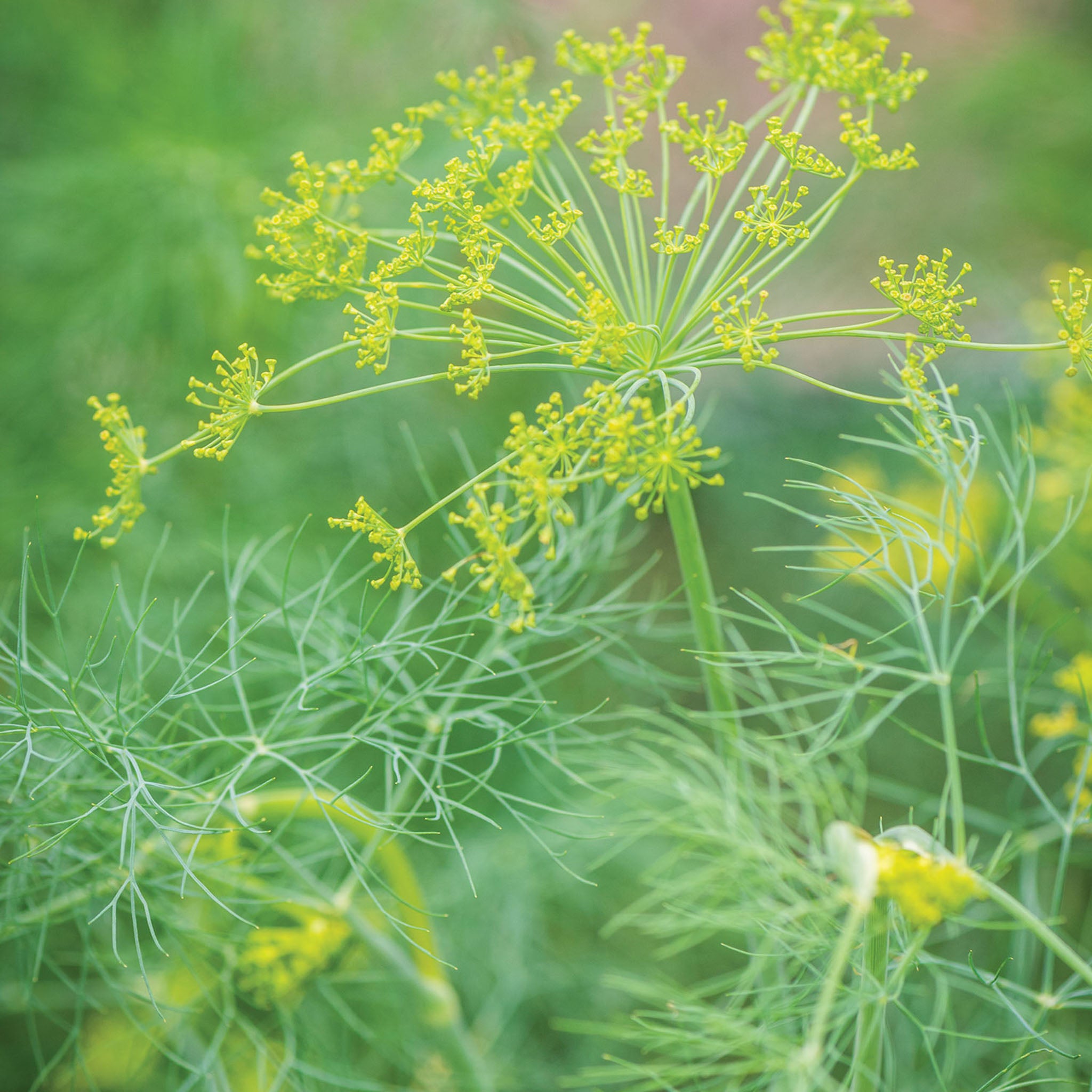 Hera Organic Dill