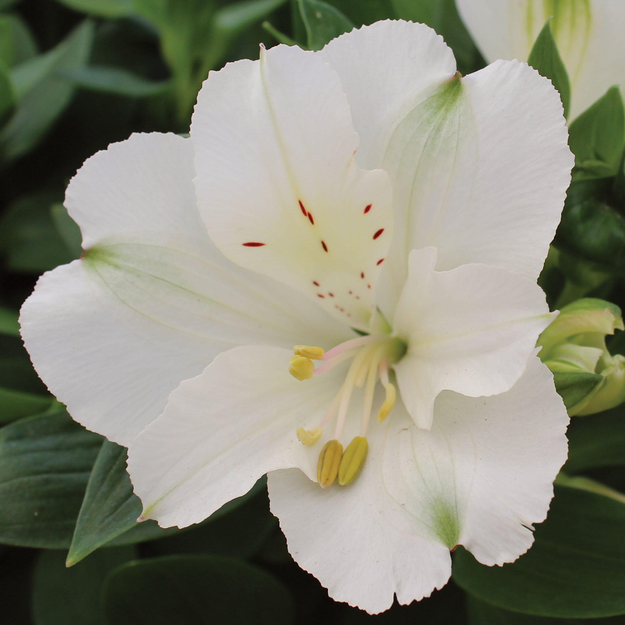 Colorita Claire Alstroemeria