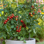 Sweetheart Of The Patio Tomato