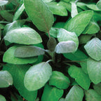 Purple Sage Herb