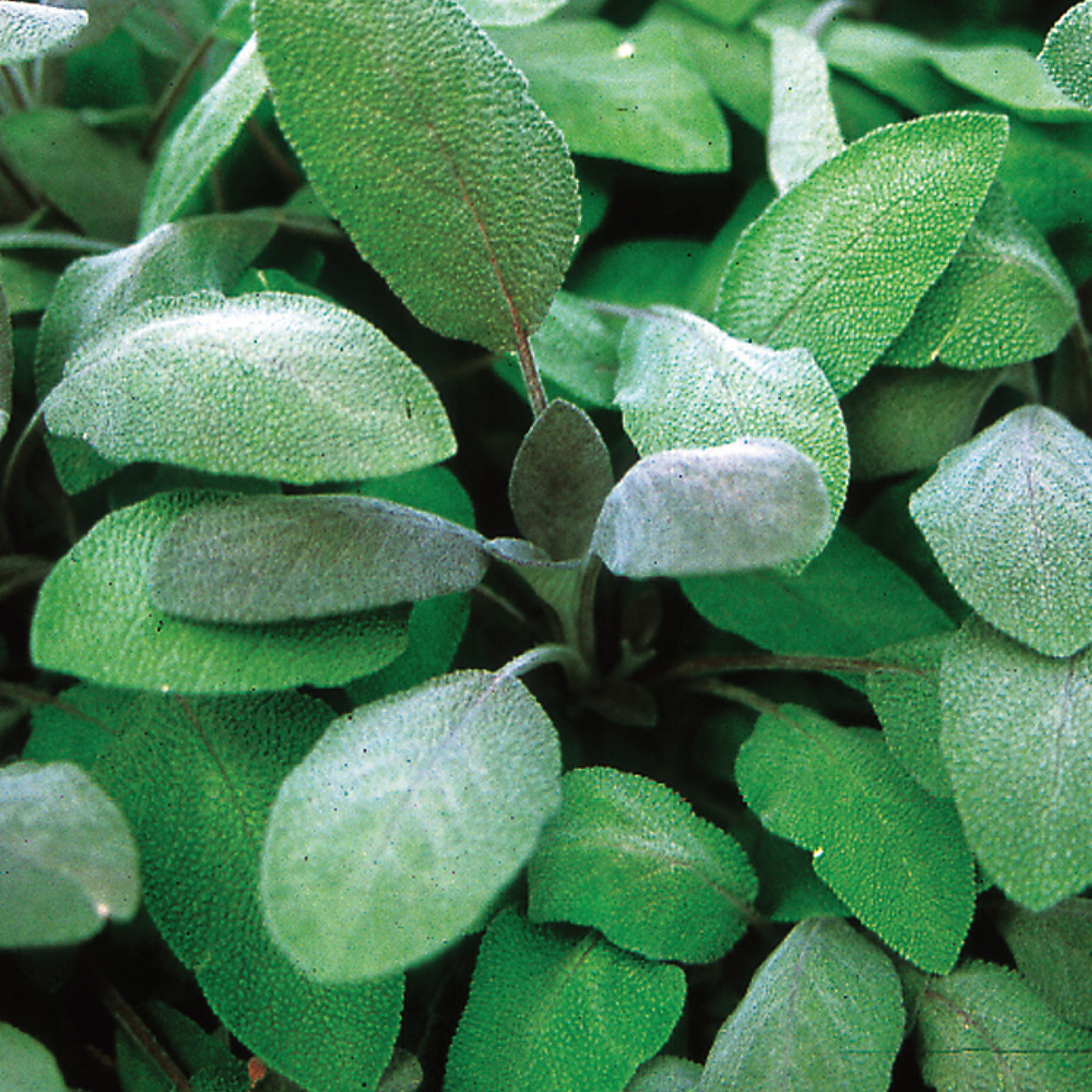 Purple Sage Herb