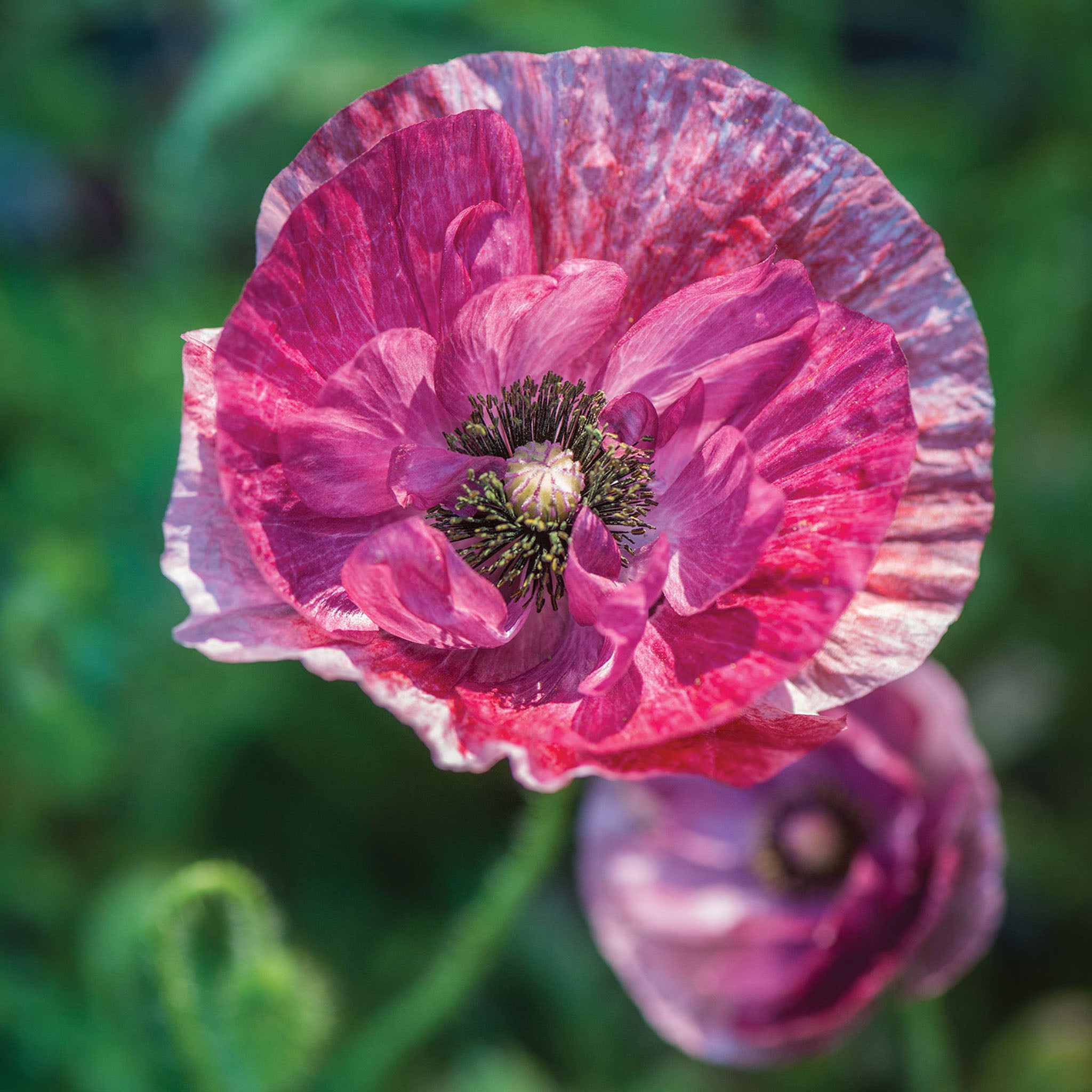 Pandora Papaver Rhoeas