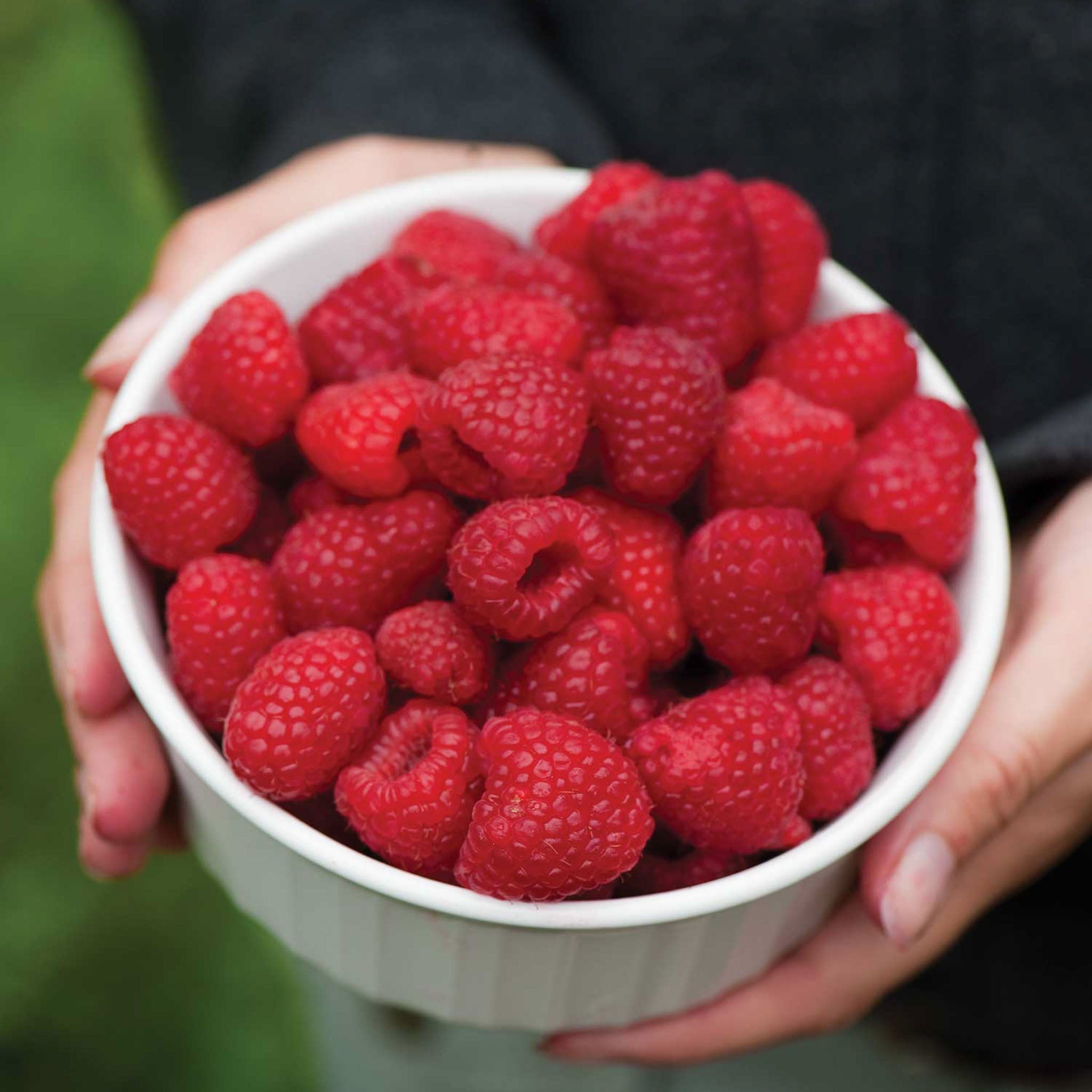 Caroline Raspberry