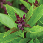 Siam Queen Basil