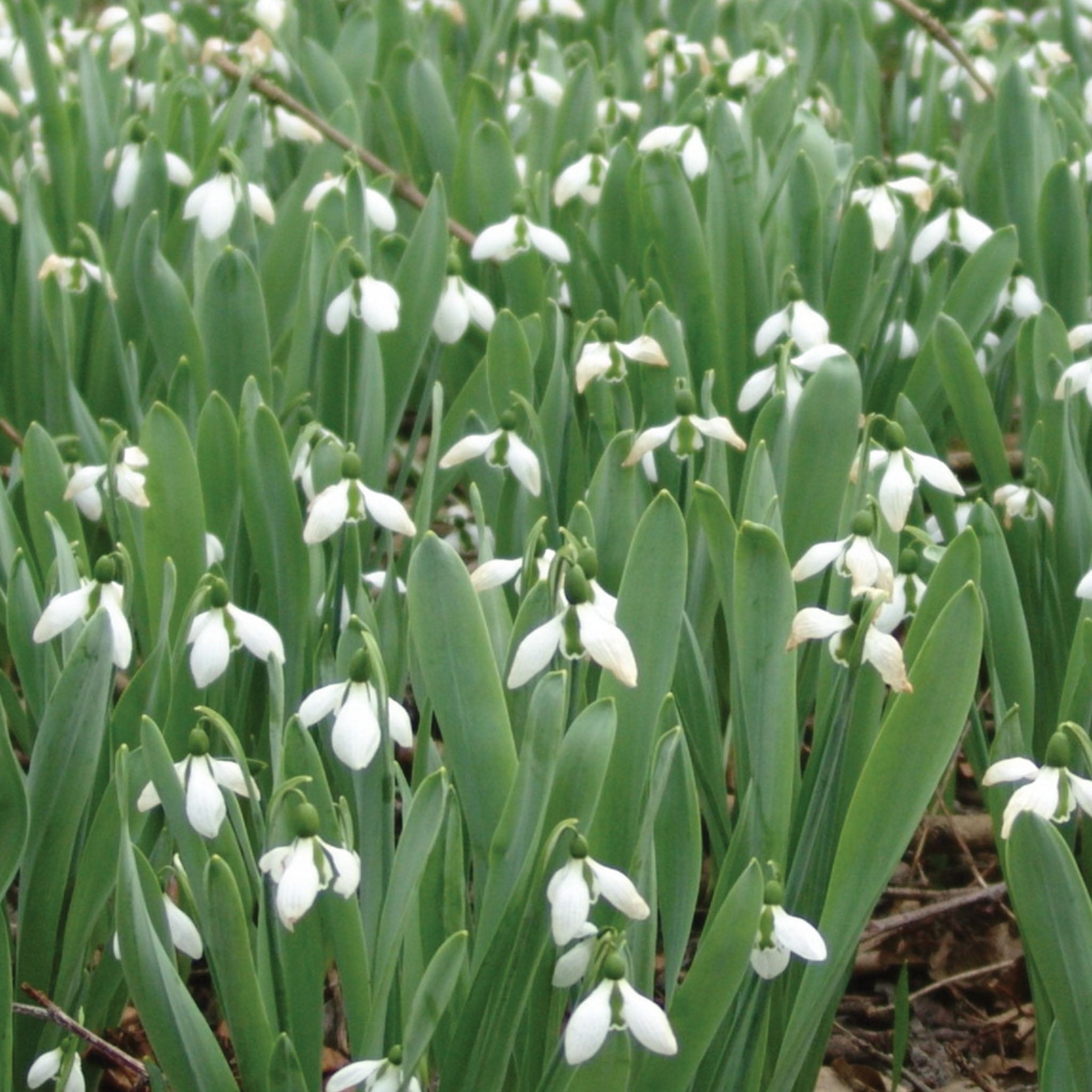 Galanthus Elwesii Bulbs