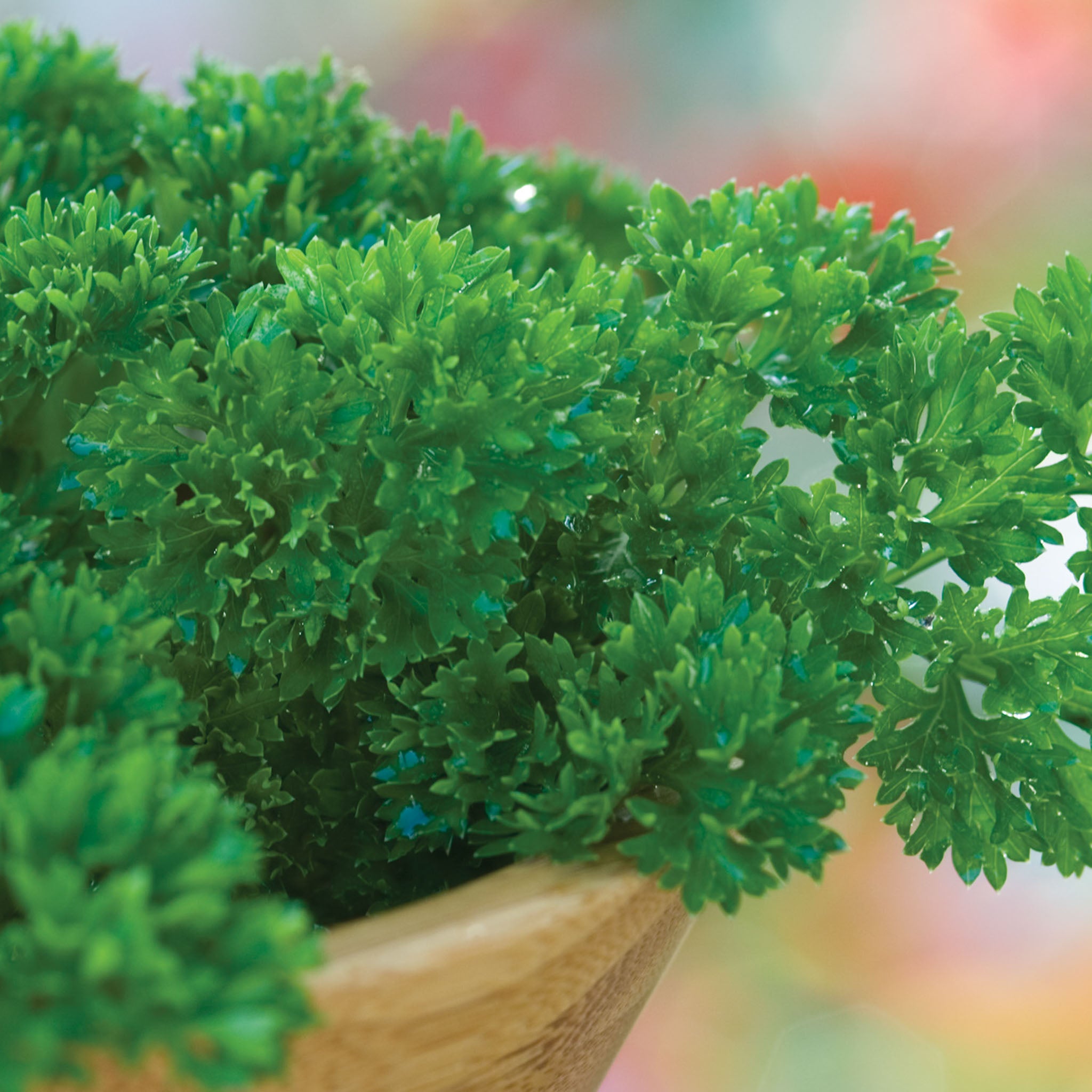 Extra Curled Dwarf Parsley
